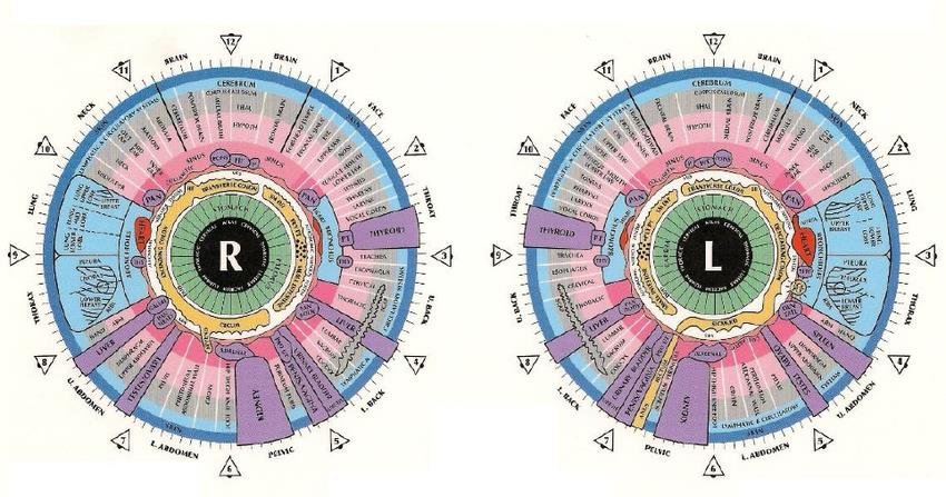 Cómo Leer un Mapa de Iridología
