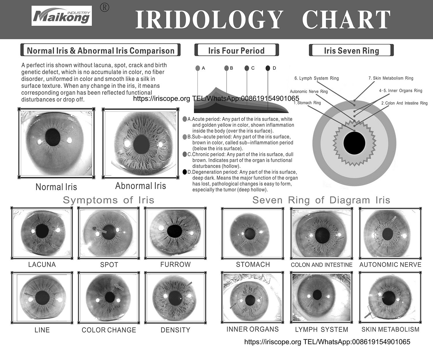 iridologia mapa