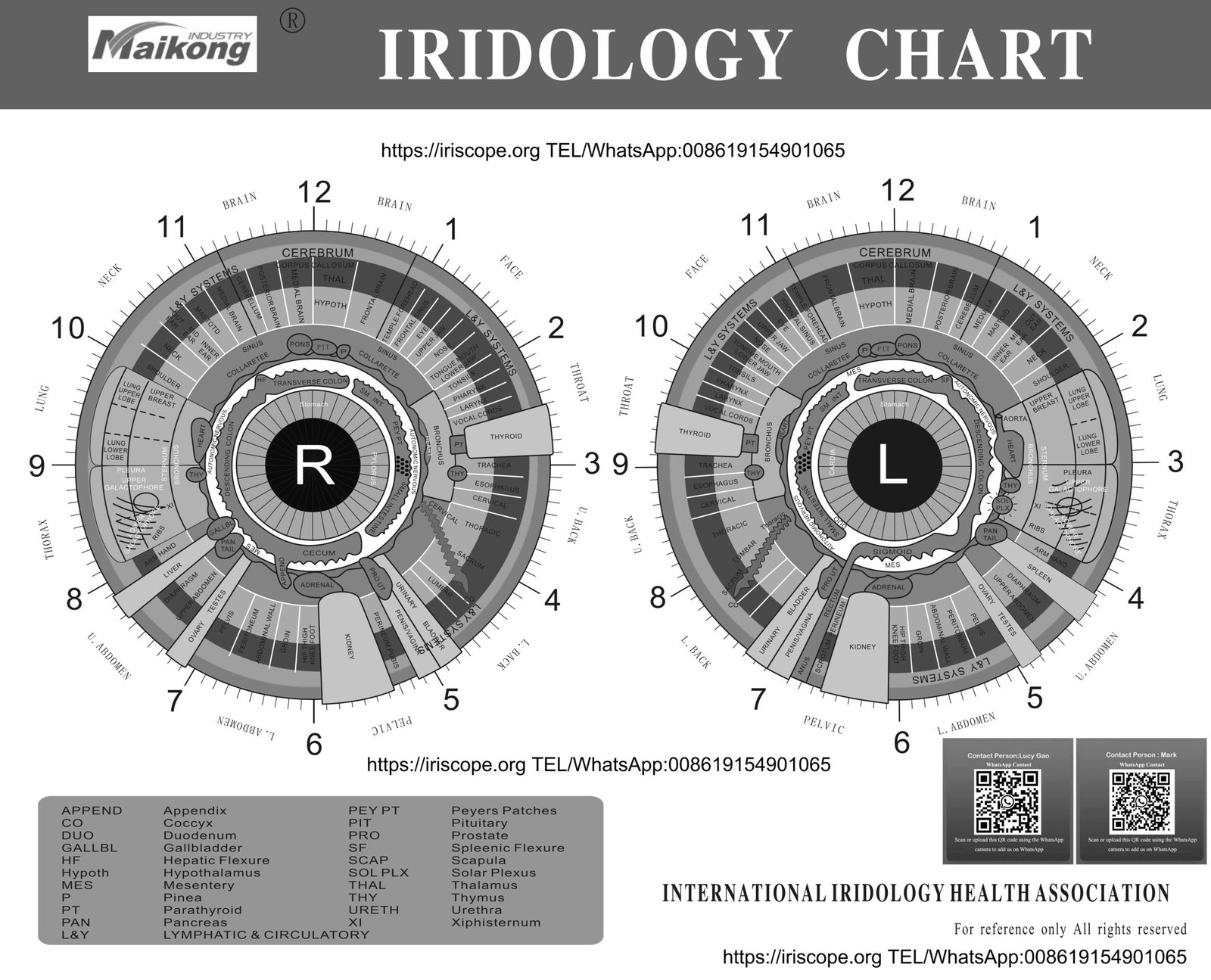 iridologia mapa