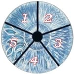 5.1 Los grados de textura del iris