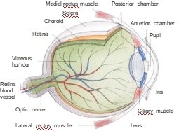 Ilustración de la Iridología – Capítulo 2: Estructura del ojo y funciones del iris