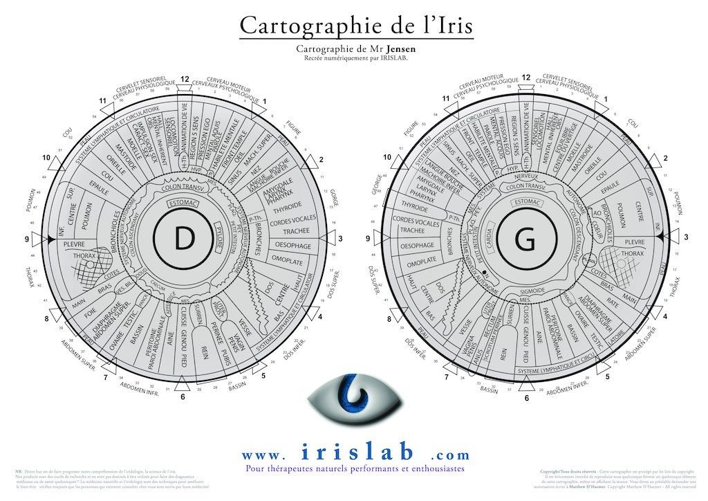 iridologia mapa