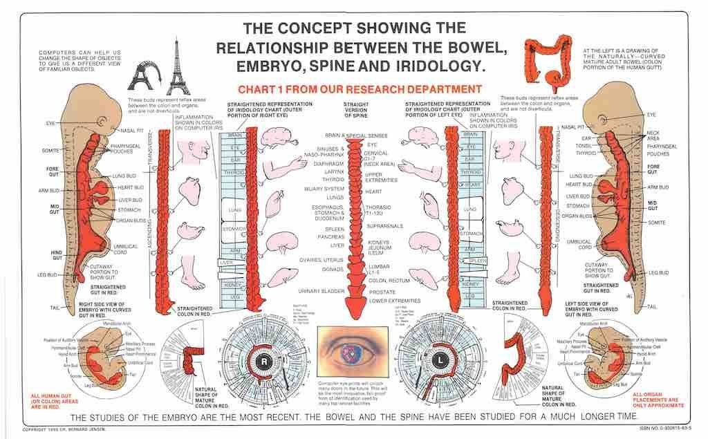 iridologia mappa
