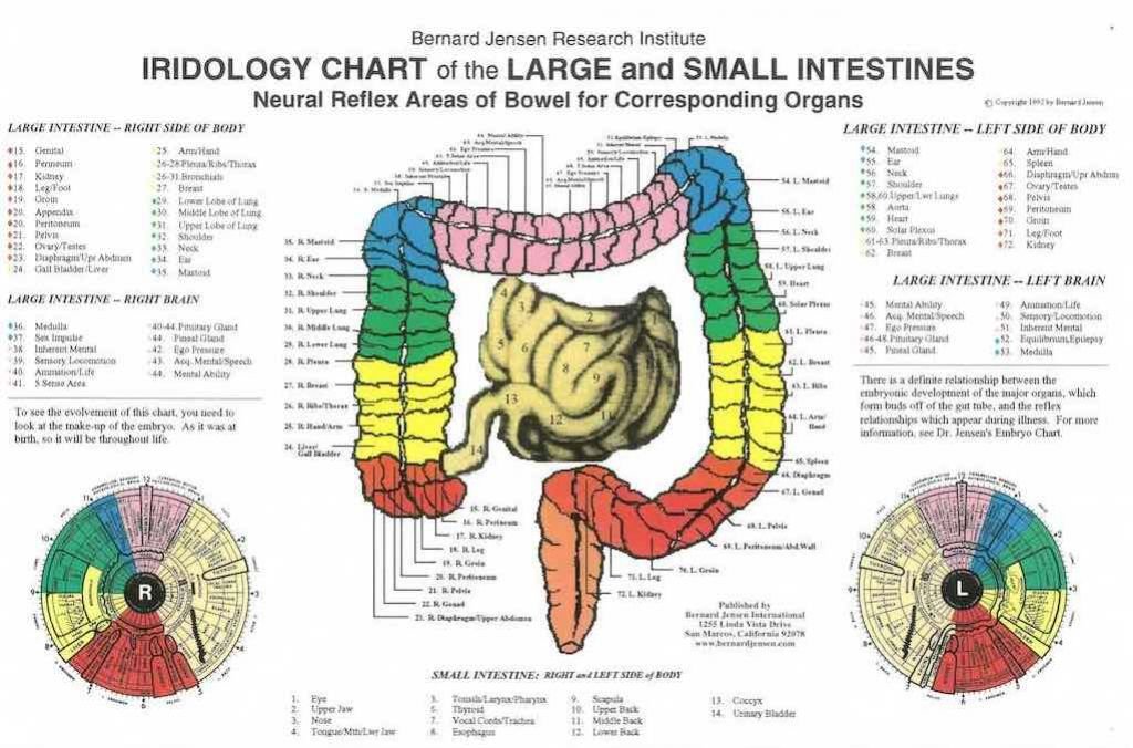 iridologia mappa